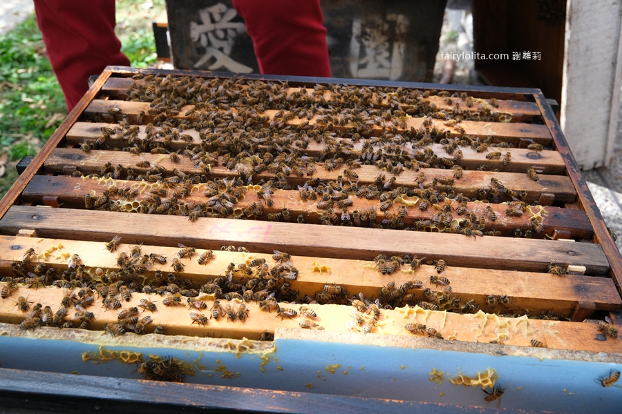 愛蜂園。新竹親子景點推薦 150元暢遊養蜂園，免費送蜂蜜再吃精緻蜂蜜下午茶！ @蹦啾♥謝蘿莉 La vie heureuse