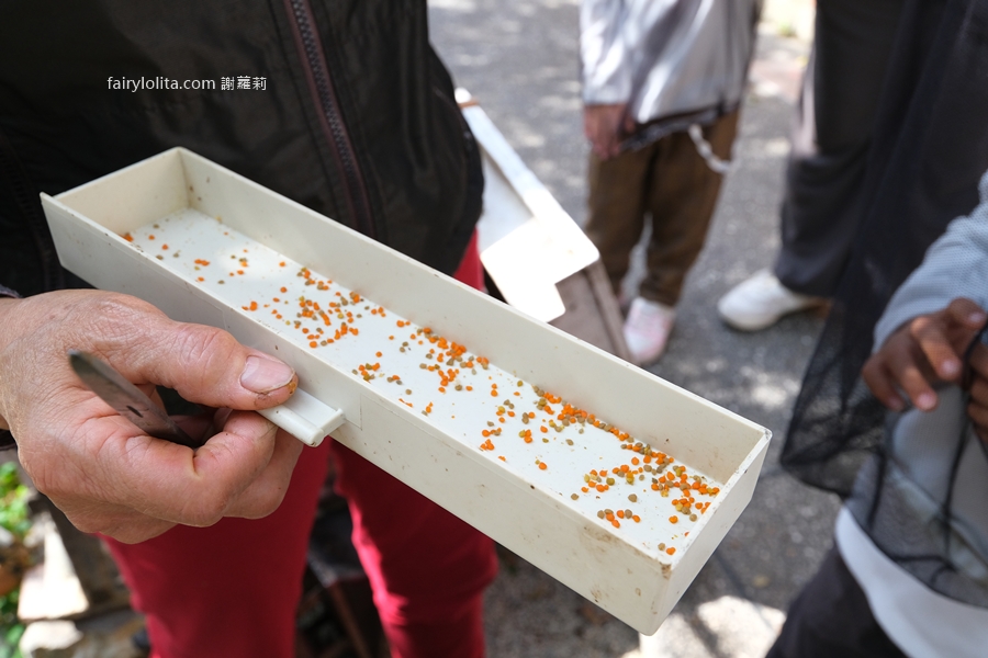 愛蜂園。新竹親子景點推薦 150元暢遊養蜂園，免費送蜂蜜再吃精緻蜂蜜下午茶！ @蹦啾♥謝蘿莉 La vie heureuse