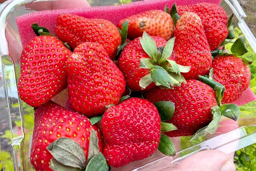 愛買 桃園店。只賣3天，99元超巨草莓吃爆！