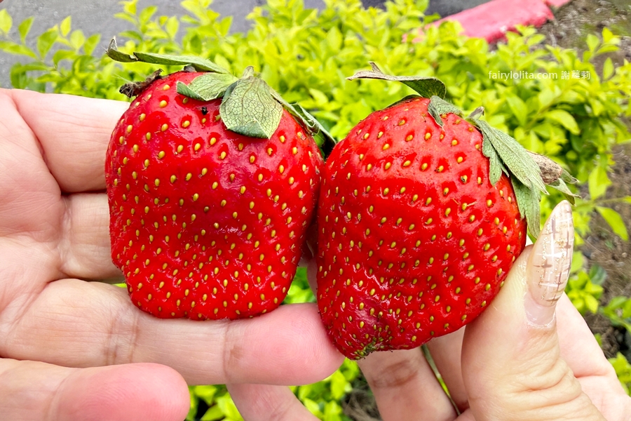 愛買 桃園店。只賣3天，99元超巨草莓吃爆！ @蹦啾&hearts;謝蘿莉 La vie heureuse