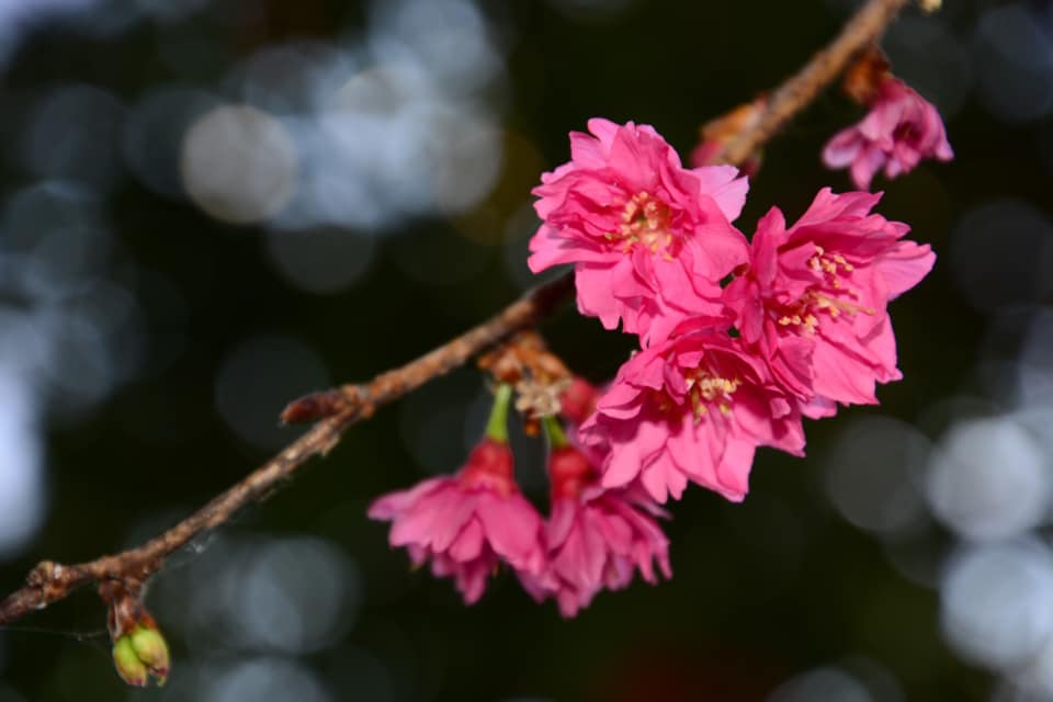 台中景點 | 芬園花卉生產休憩園區。免費入園！台中隱藏版櫻花祕境，枝垂櫻粉紅隧道、櫻畔小舟美到逆天！ @蹦啾♥謝蘿莉 La vie heureuse